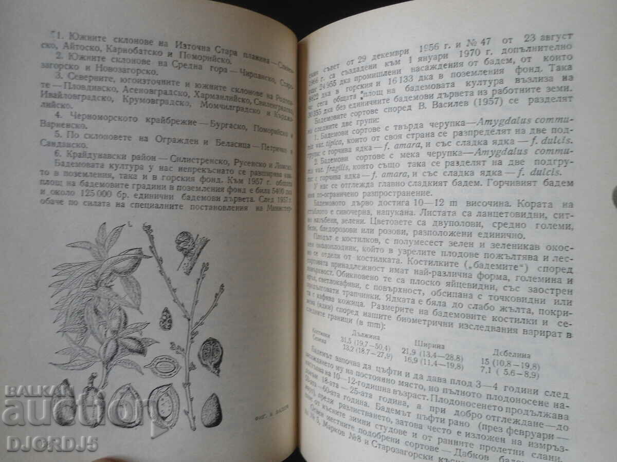 Δημοπρασία Τα μούρα μας και η χρήση τους Δημοπρασία Τα μούρα μας και η χρήση τους