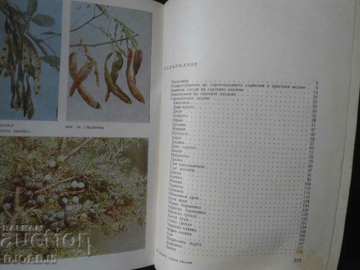 Παράδοση Τα μούρα μας και η χρήση τους Παράδοση Τα μούρα μας και η χρήση τους