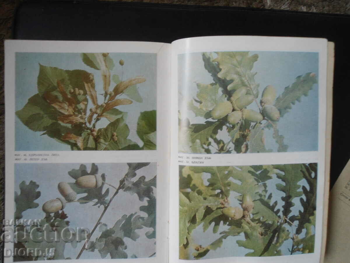 Τα μούρα μας και η χρήση τους - 6 Τα μούρα μας και η χρήση τους - 6