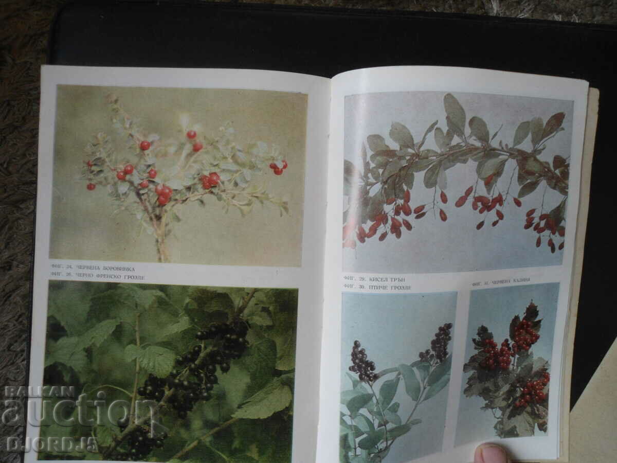 Τα μούρα μας και η χρήση τους - 7 Τα μούρα μας και η χρήση τους - 7