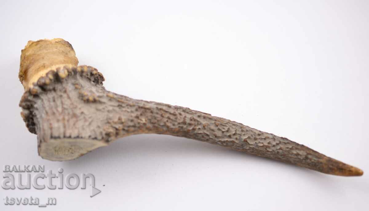 Stag antler for knife handle