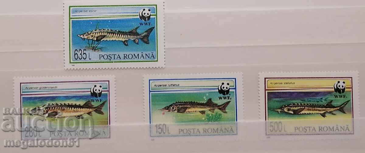 Romania - fauna WWF, sturgeon