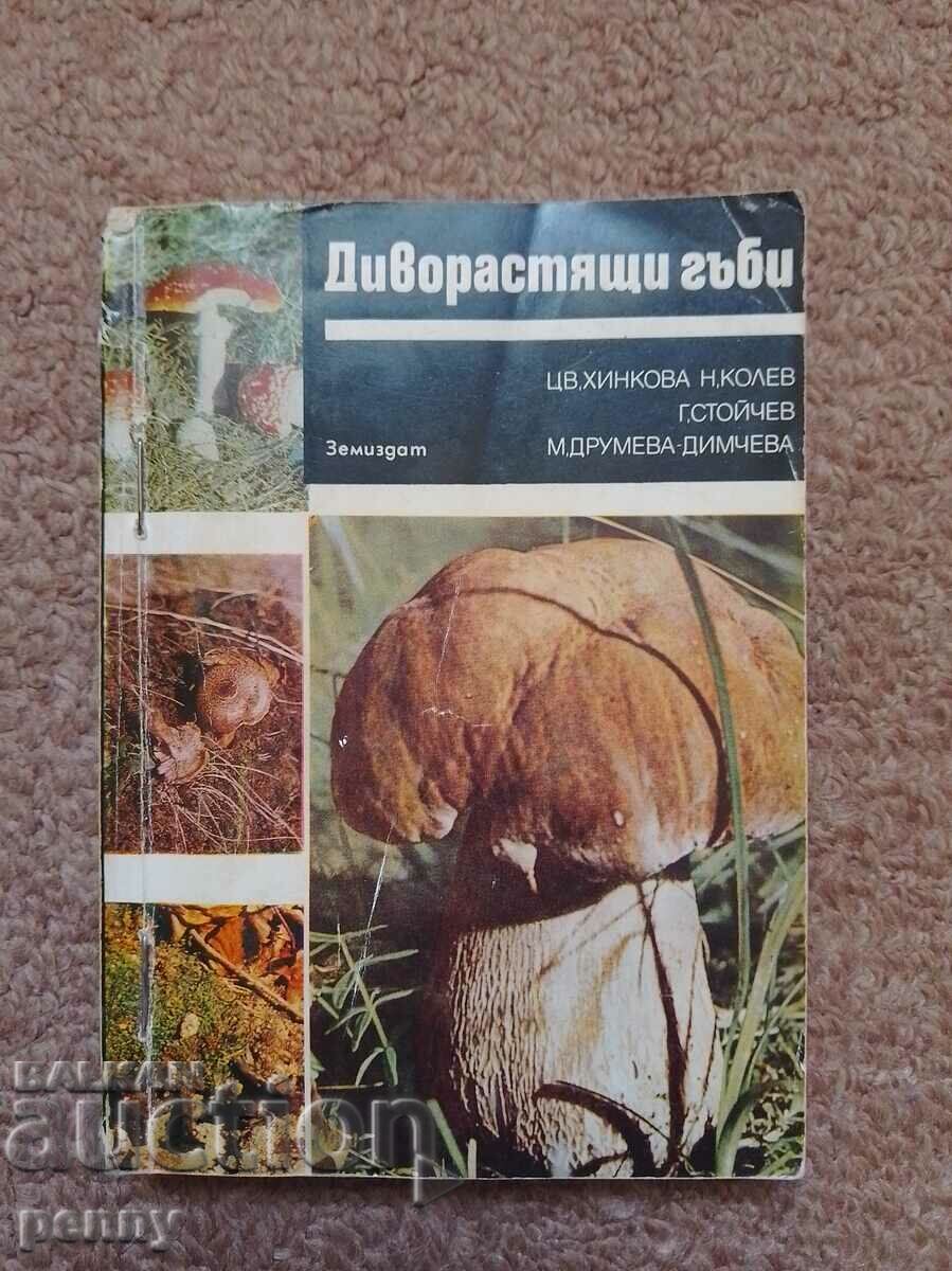 Wild mushrooms - collective
