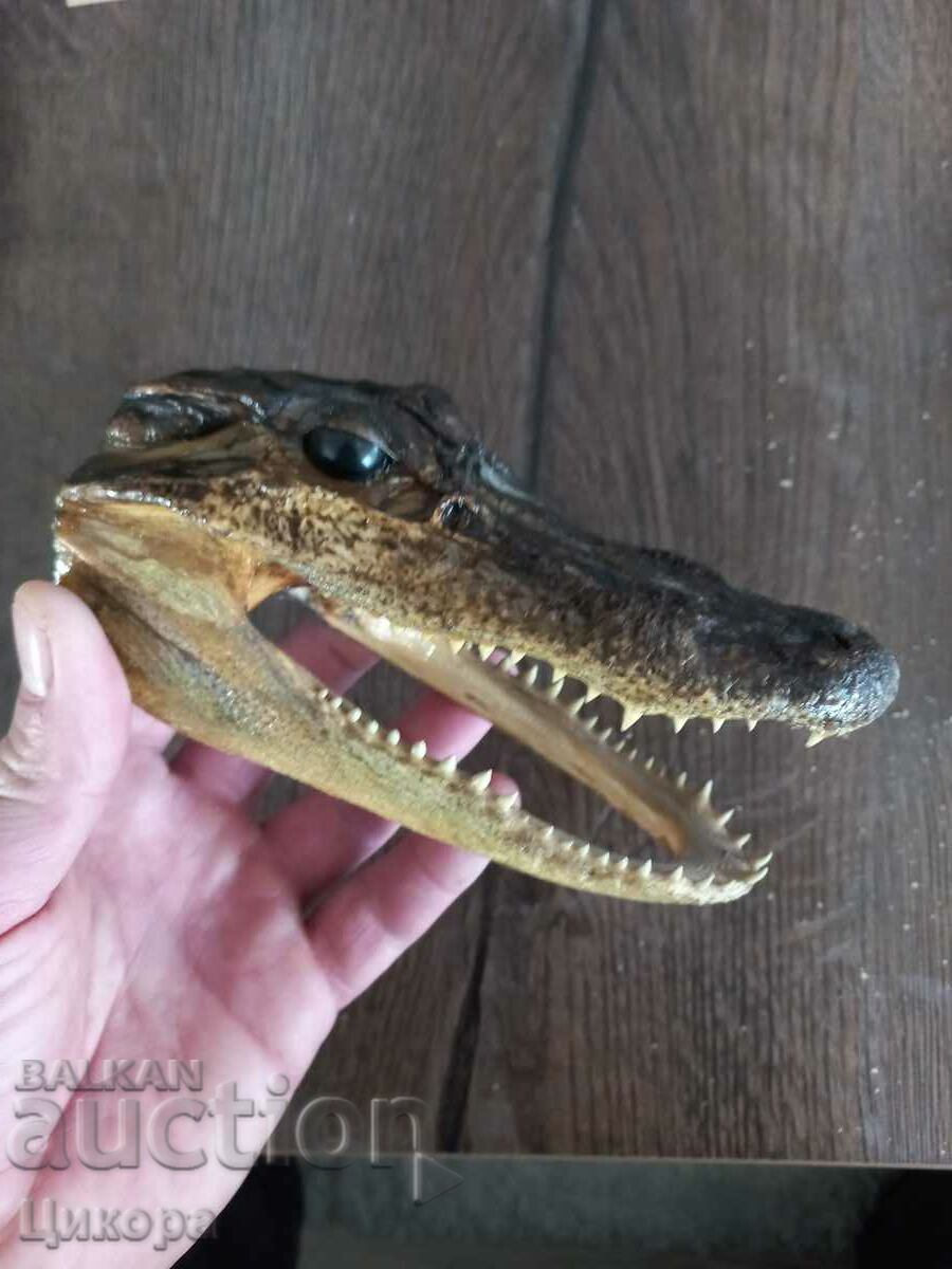 CROCODILE HEAD PREPARED with price 150.00 BGN | € 76.69