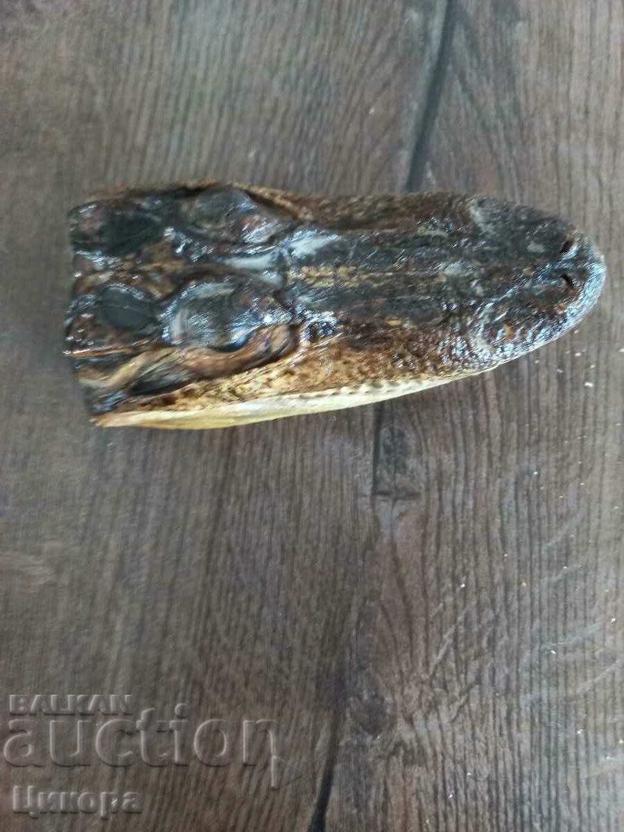 Auction  CROCODILE HEAD PREPARED