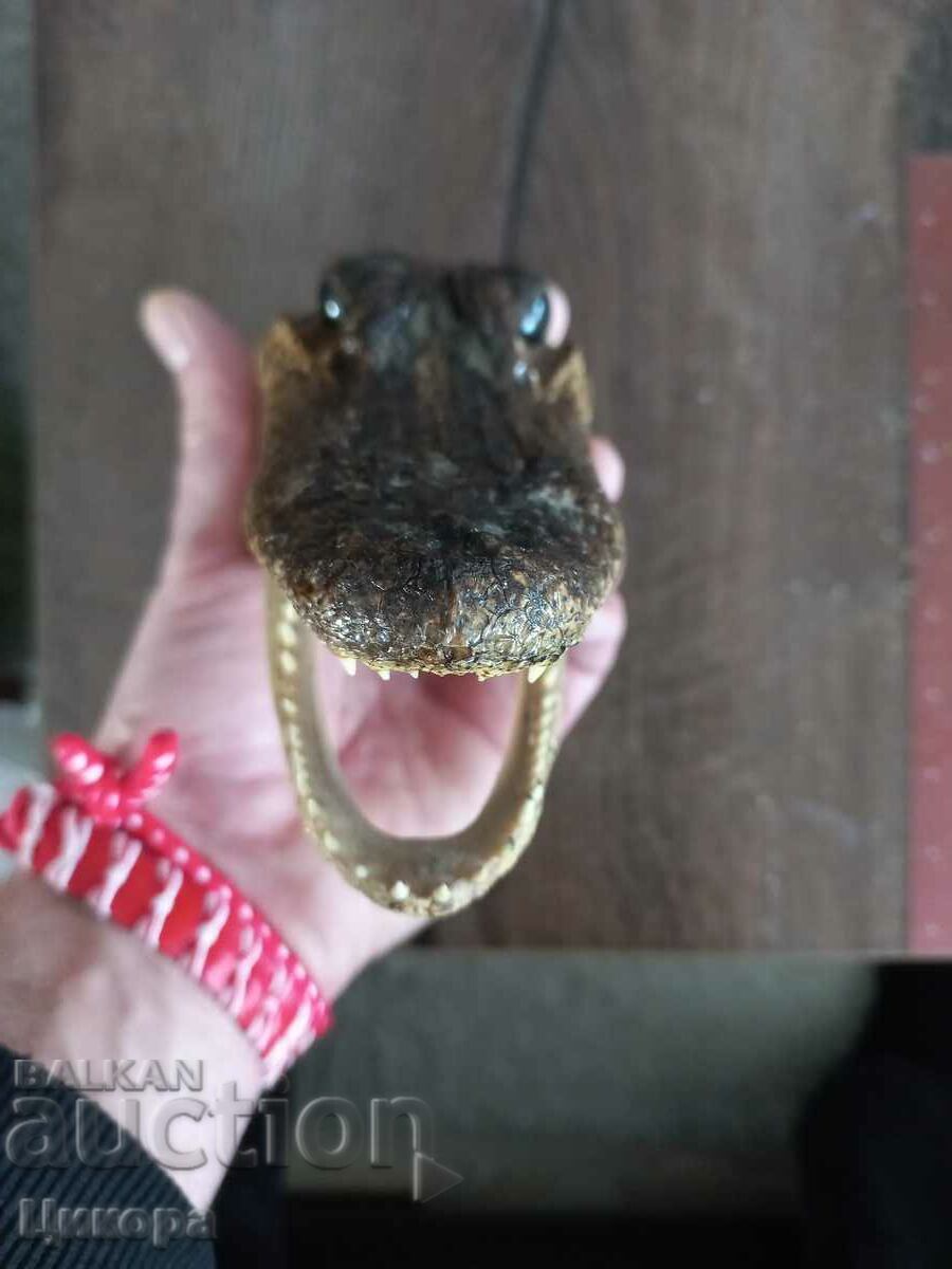 Delivery of CROCODILE HEAD PREPARED