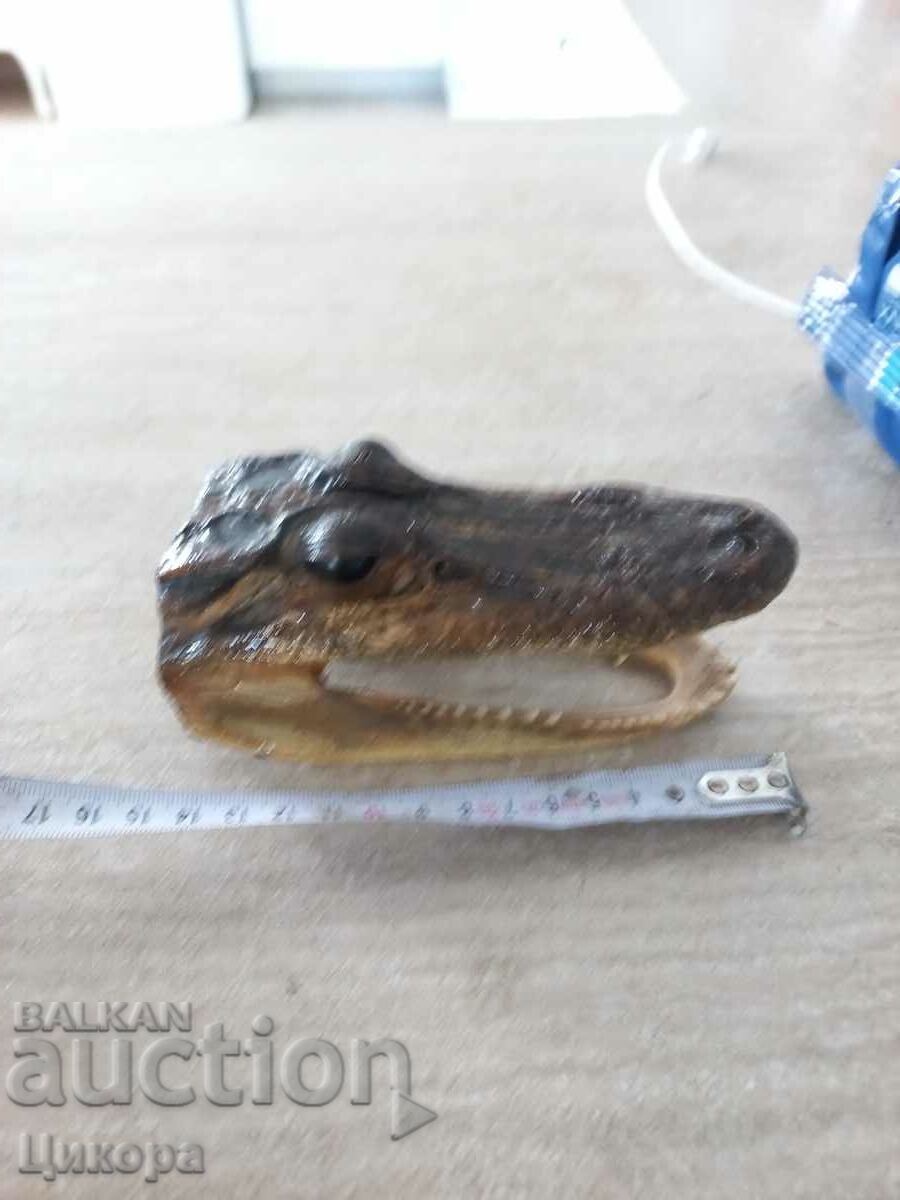 CROCODILE HEAD PREPARED - 6