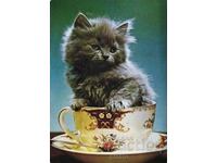 Yugoslavia Postcard Cat in a Cup 1040/2 NIRO EKSPORT
