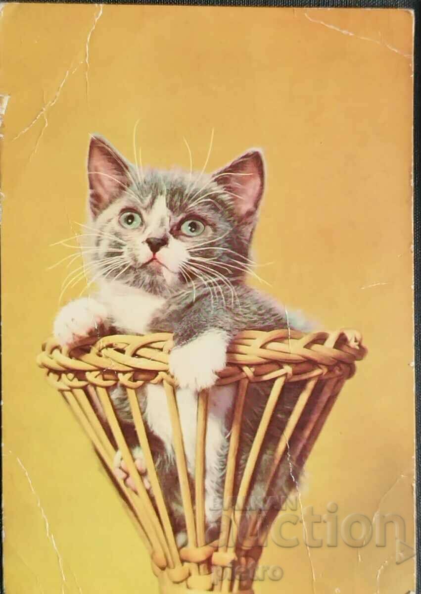 Bulgaria Postcard 1968 - a little kitten in a basket