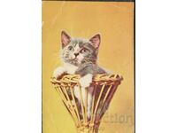 Καρτ ποστάλ της Βουλγαρίας 1968 - ένα μικρό γατάκι σε ένα καλάθι