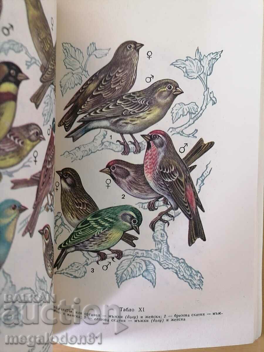 Songbirds and decorative birds - Kuzmin, Rybanin with price 9.00 BGN | € 4.60 Songbirds and decorative birds - Kuzmin, Rybanin with price 9.00 BGN | € 4.60