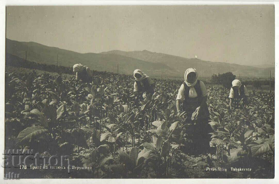 Bulgaria, Perushtitsa, Picking tobacco