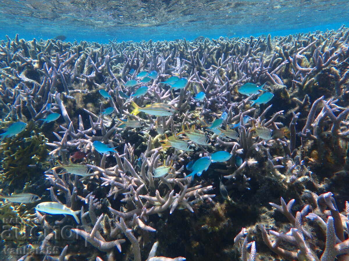 Delivery of Waterproof Camera Olympus Stylus Tough TG 850 Delivery of Waterproof Camera Olympus Stylus Tough TG 850