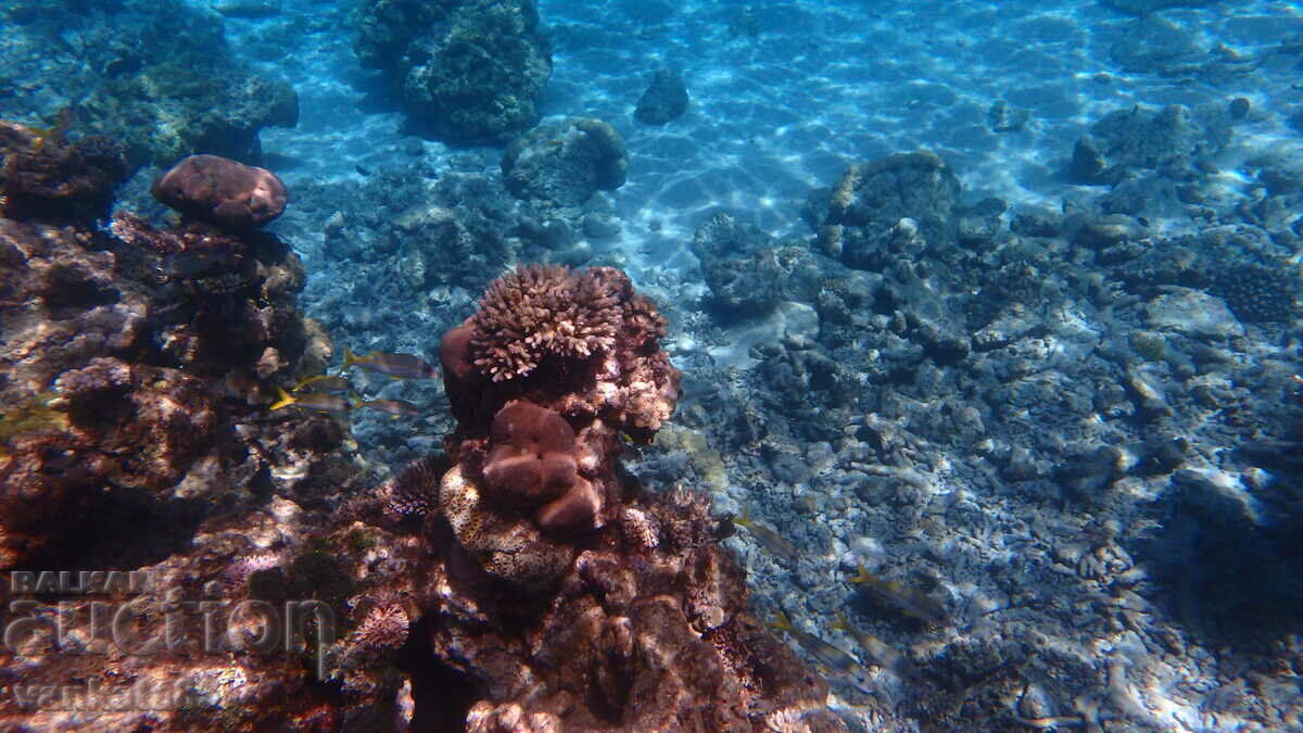 Waterproof Camera Olympus Stylus Tough TG 850 - 5 Waterproof Camera Olympus Stylus Tough TG 850 - 5