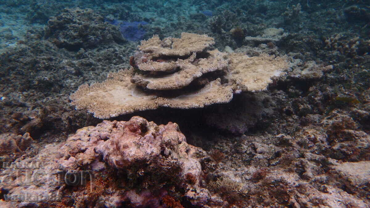 Waterproof Camera Olympus Stylus Tough TG 850 - 7 Waterproof Camera Olympus Stylus Tough TG 850 - 7