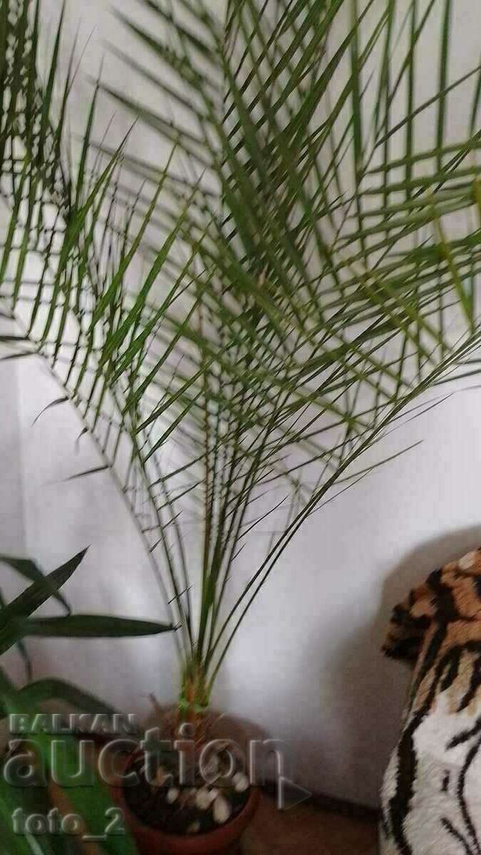 LARGE DATE PALM with price 99.00 BGN | € 50.62 LARGE DATE PALM with price 99.00 BGN | € 50.62