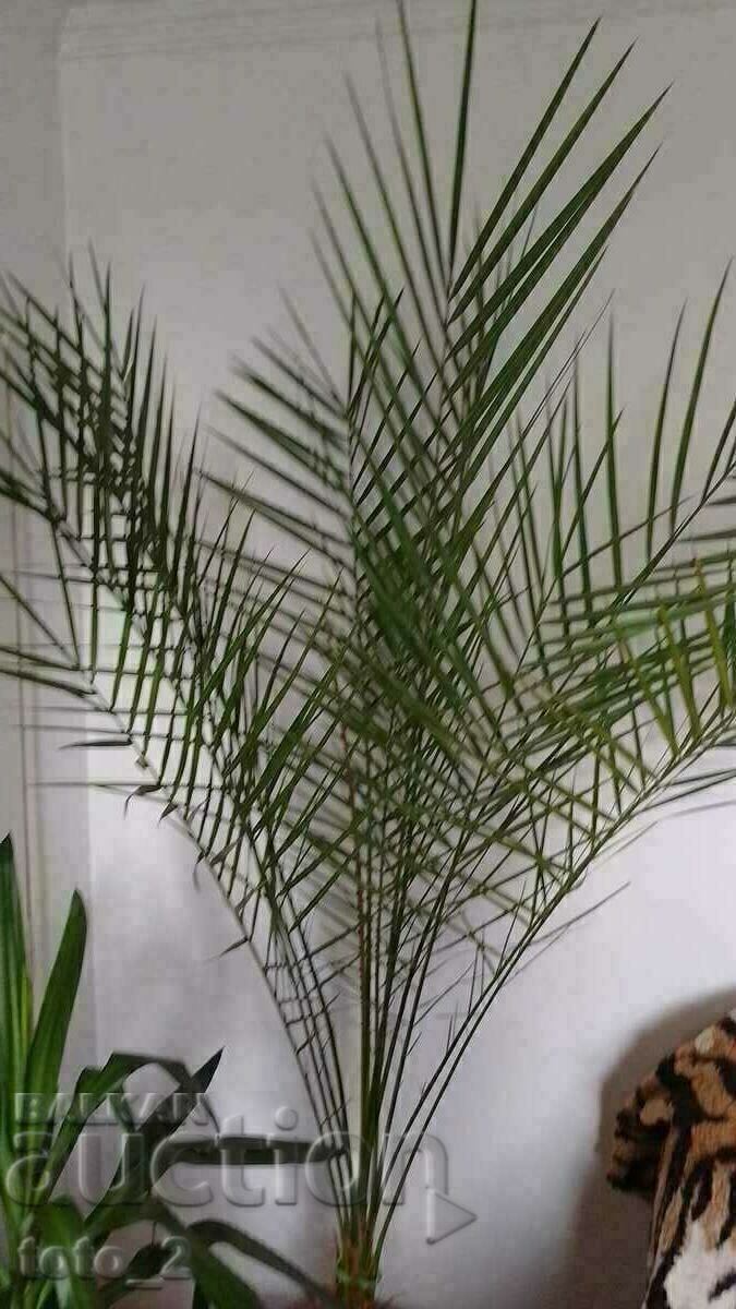 Auction LARGE DATE PALM Auction LARGE DATE PALM