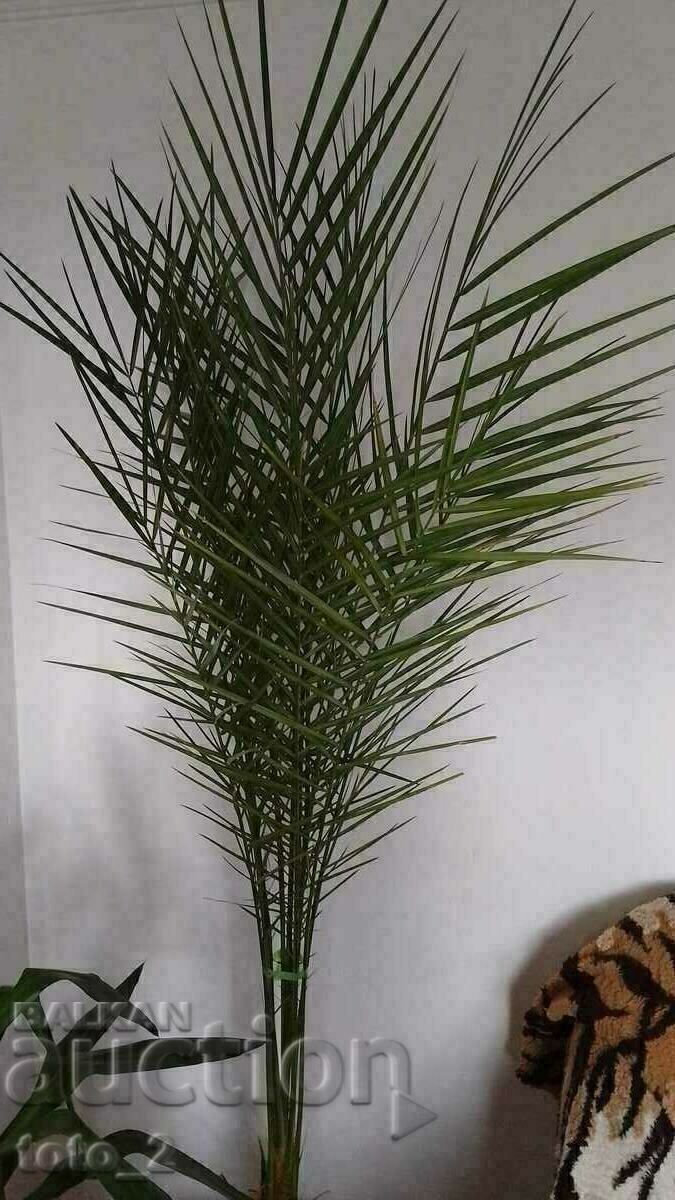 LARGE DATE PALM LARGE DATE PALM