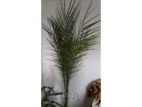 LARGE DATE PALM