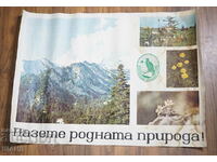 Poster Vechi Conservator Protejează natura nativă