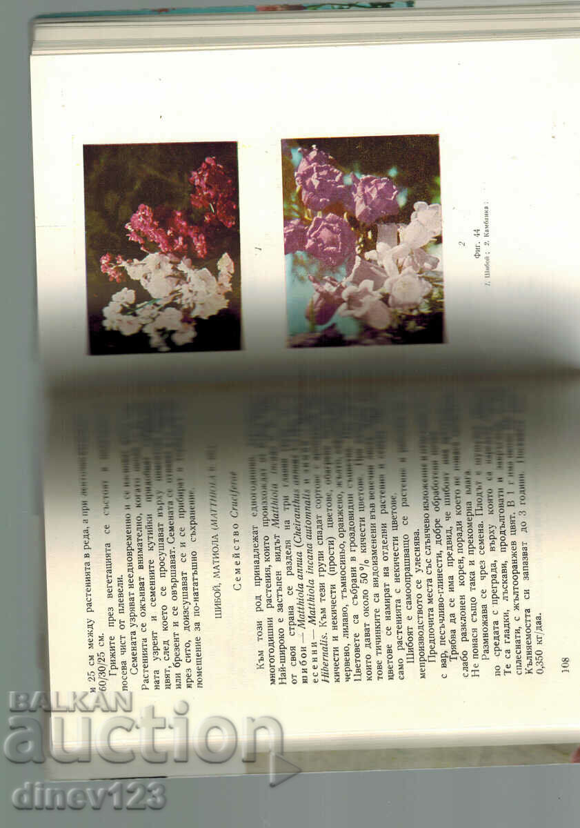 Auction COLOR SEED PRODUCTION - N. NIKOLOVA Auction COLOR SEED PRODUCTION - N. NIKOLOVA