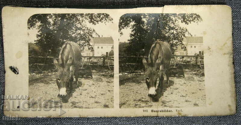 1904 donkey stereo card stereo card Berlin