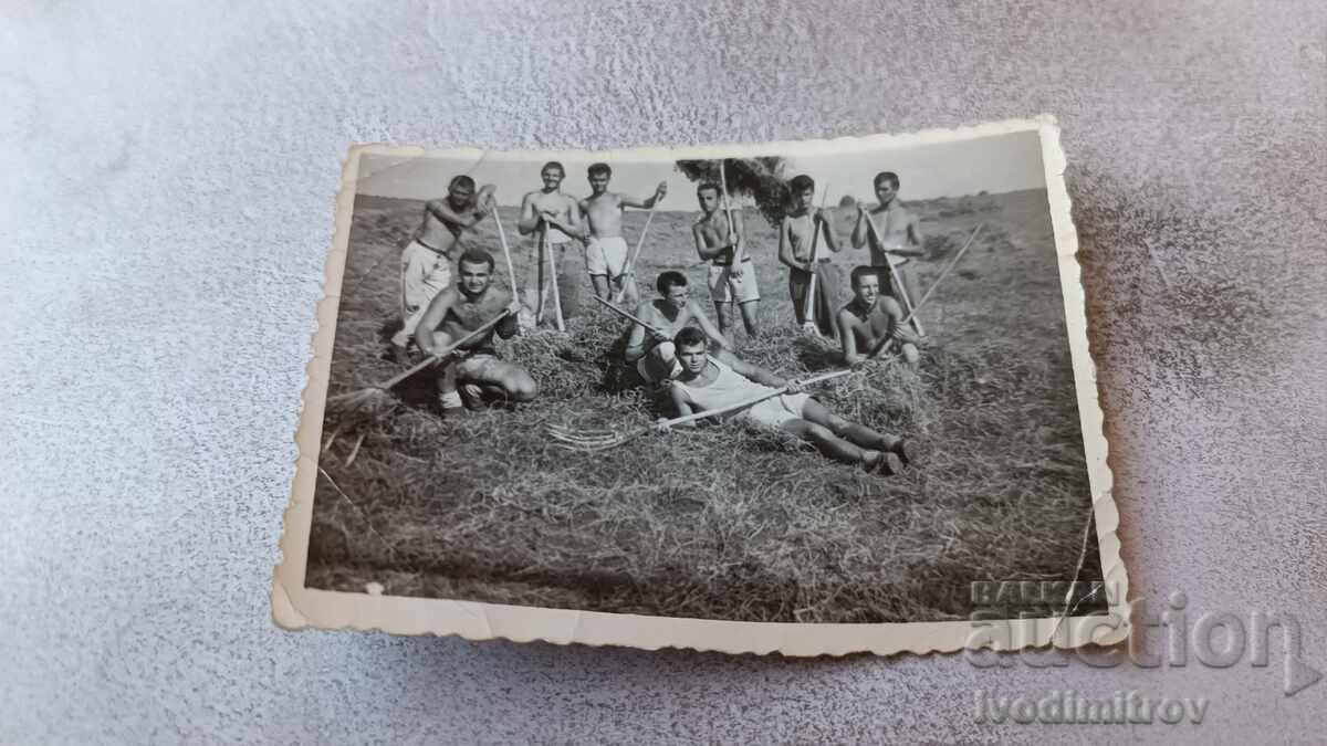 Photo Tamirino Young men collect hay with pitchforks