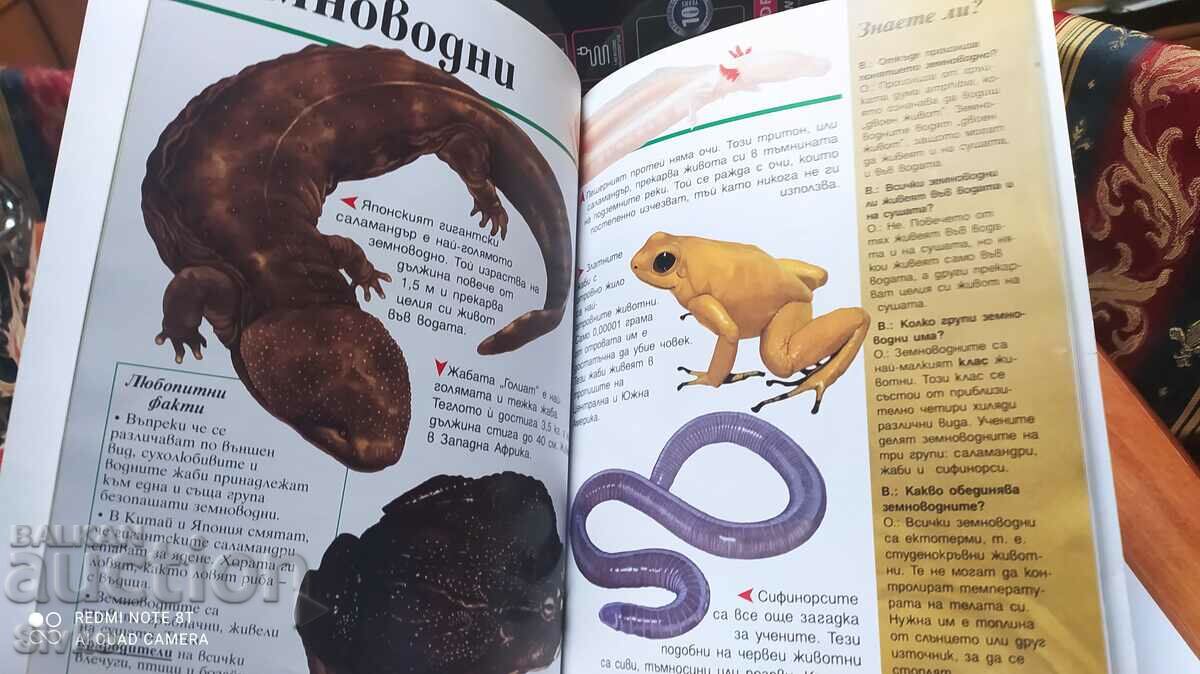 Enciclopedia animalelor pentru copii, Joyce Newson, prima ediție - 5 Enciclopedia animalelor pentru copii, Joyce Newson, prima ediție - 5