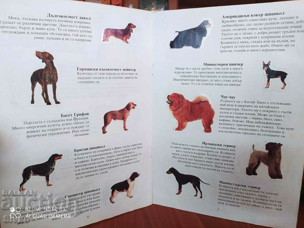 Auction Puppies album Auction Puppies album