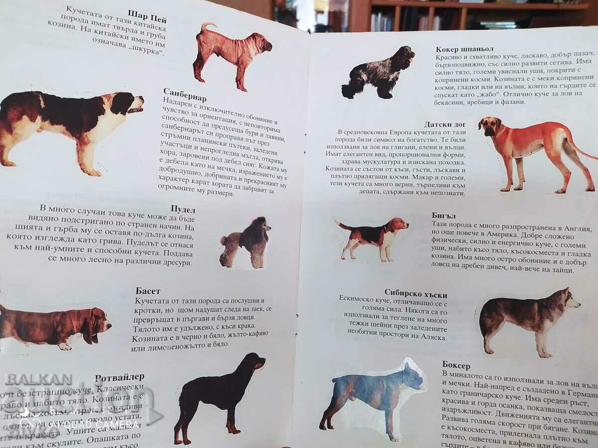 Puppies album - 5 Puppies album - 5