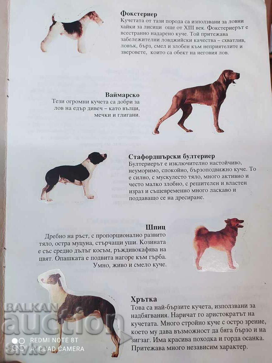 Puppies album - 6 Puppies album - 6