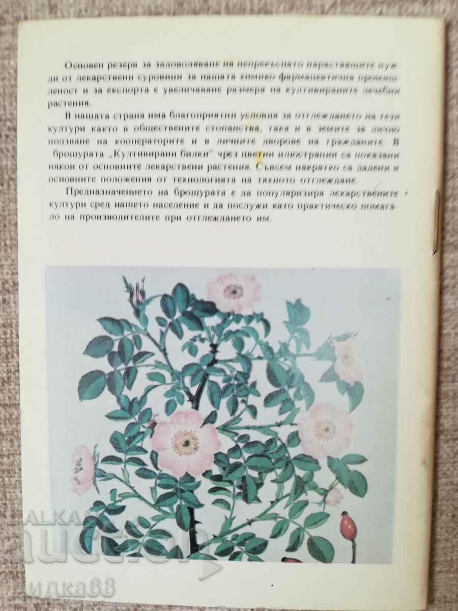 Cultivated herbs / Tanya Kostova with price 20.00 BGN | € 10.23 Cultivated herbs / Tanya Kostova with price 20.00 BGN | € 10.23