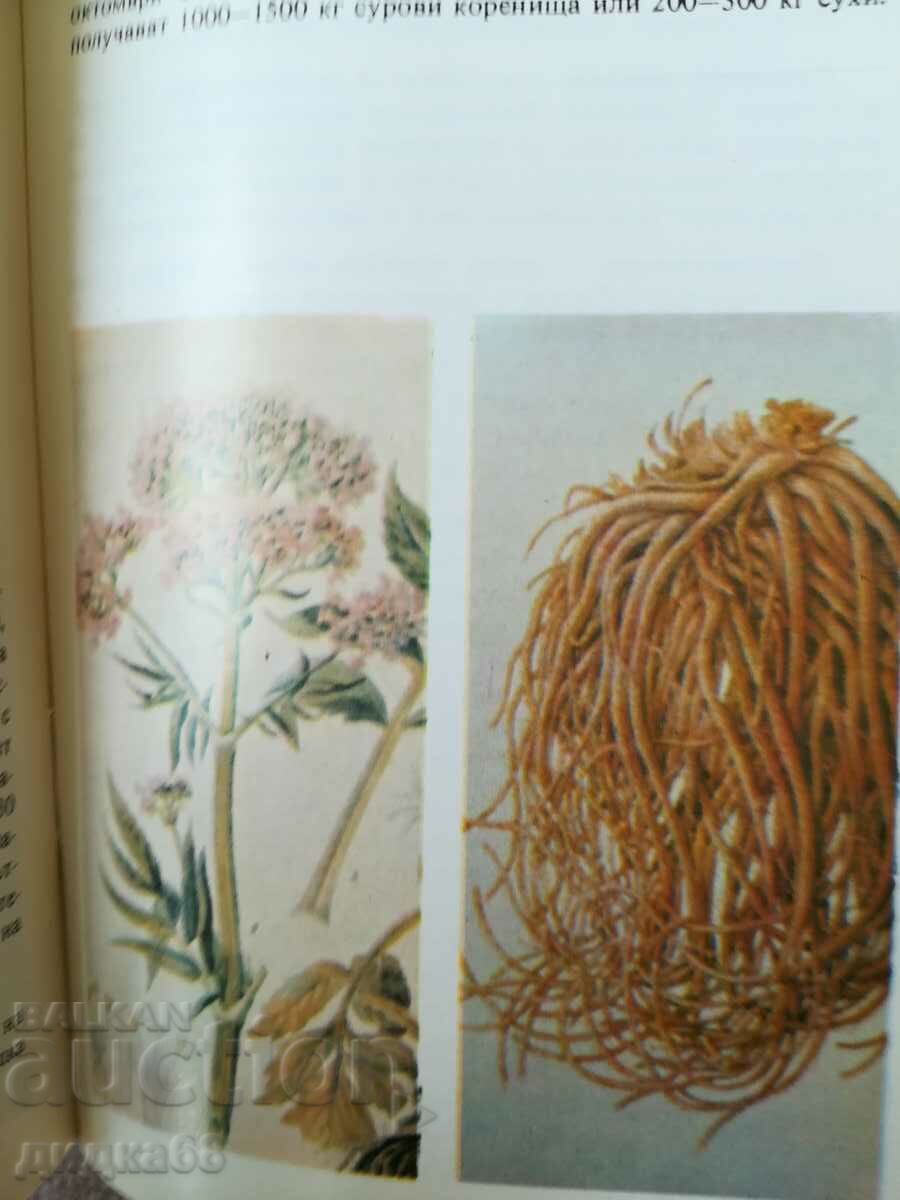 Auction Cultivated herbs / Tanya Kostova Auction Cultivated herbs / Tanya Kostova