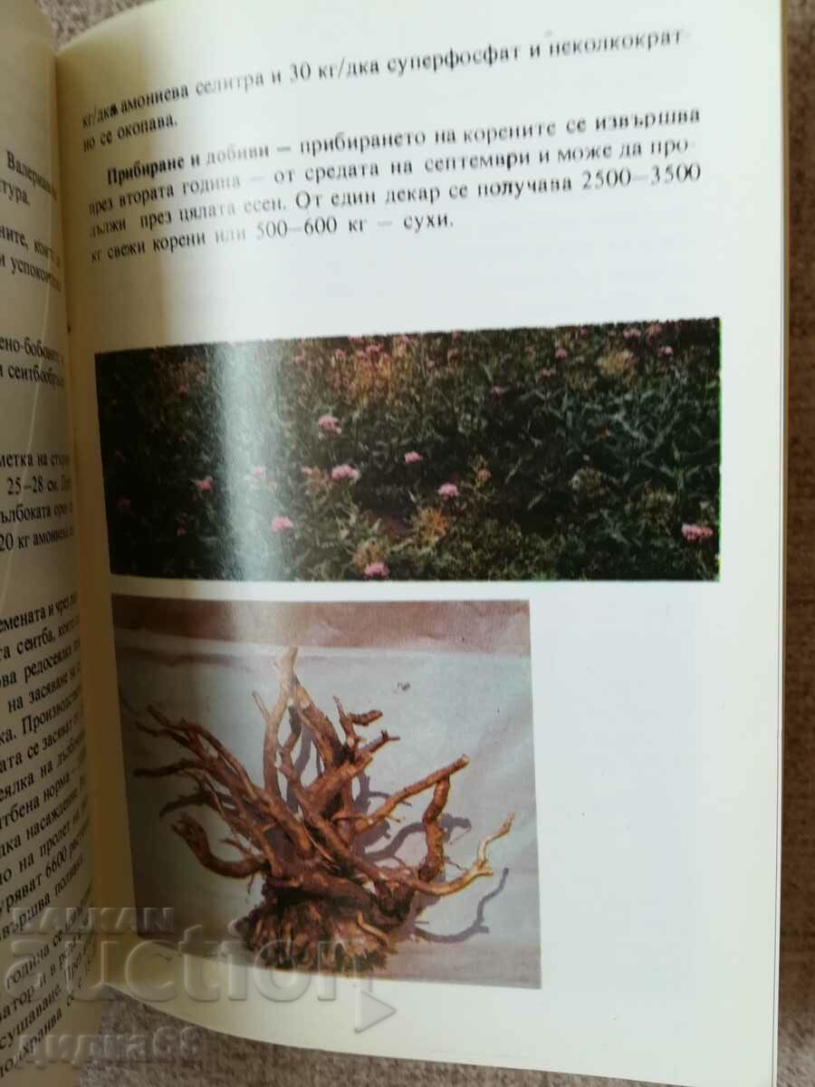 Cultivated herbs / Tanya Kostova - 5 Cultivated herbs / Tanya Kostova - 5