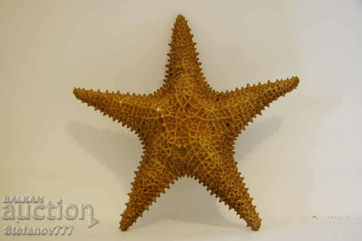 Large starfish