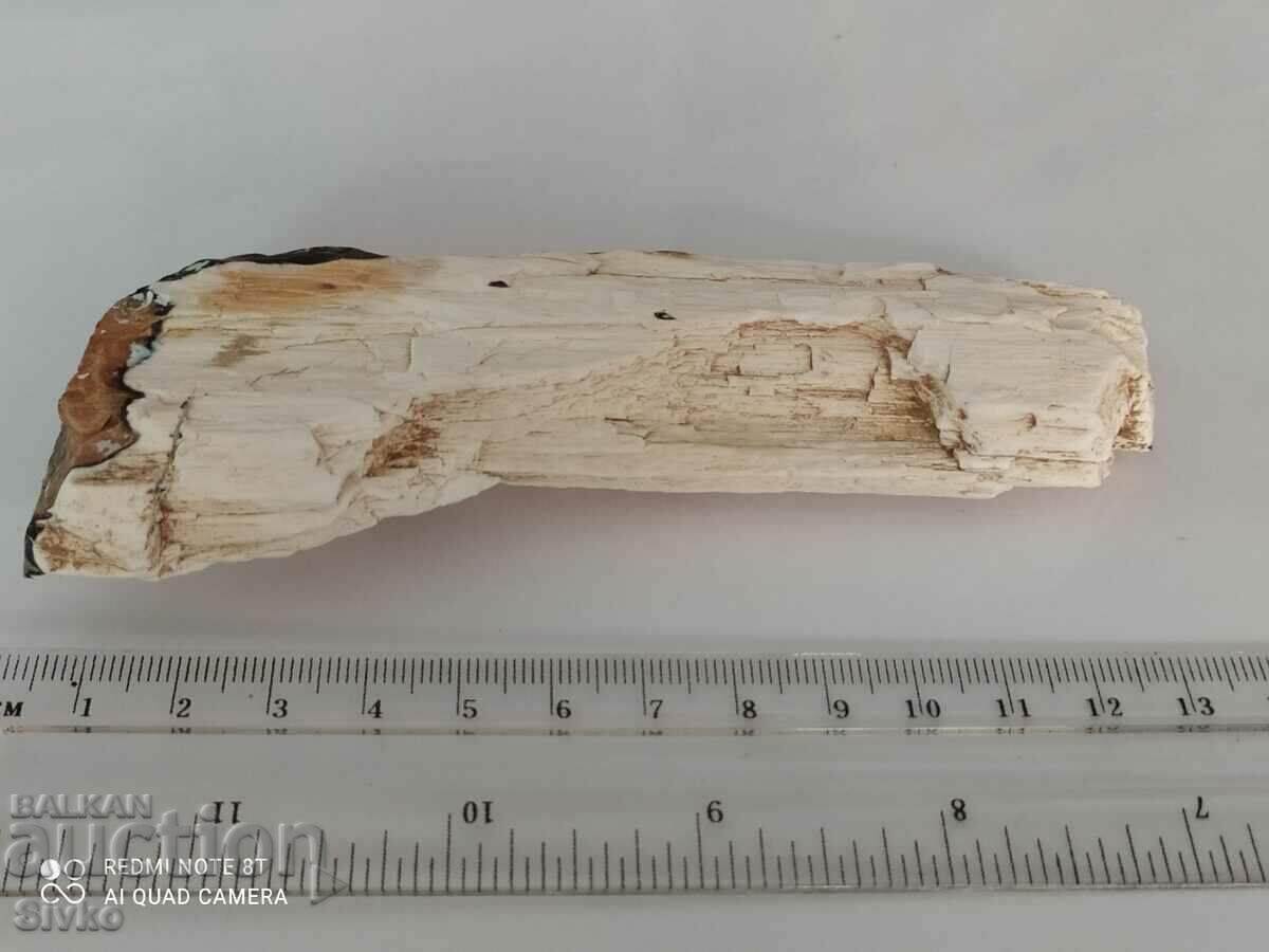 Απολιθωμένο ξύλο 3