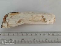 Petrified wood 3
