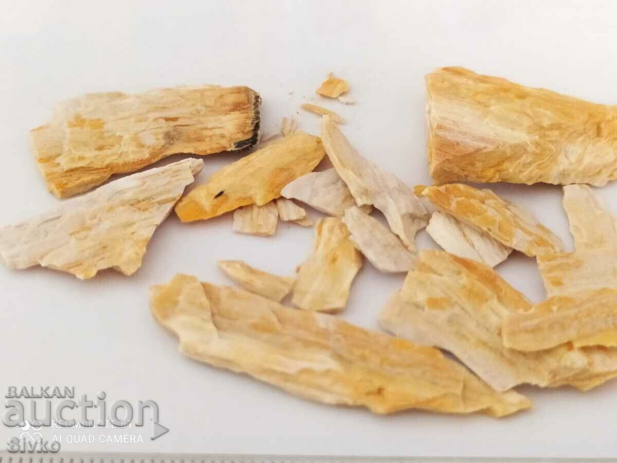 Οικόπεδο απολιθωμένου ξύλου με τιμή 2.99 BGN | € 1.53 Οικόπεδο απολιθωμένου ξύλου με τιμή 2.99 BGN | € 1.53