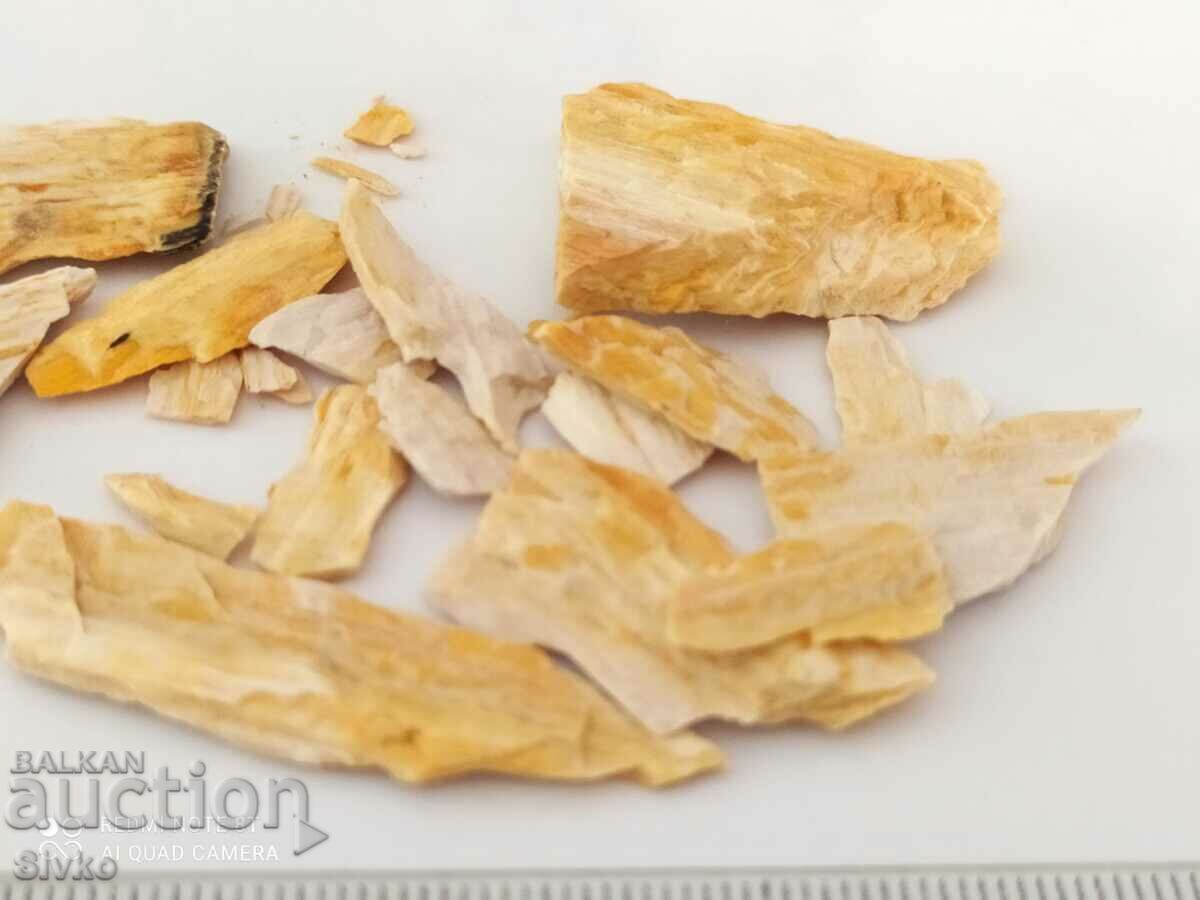 Δημοπρασία Οικόπεδο απολιθωμένου ξύλου Δημοπρασία Οικόπεδο απολιθωμένου ξύλου