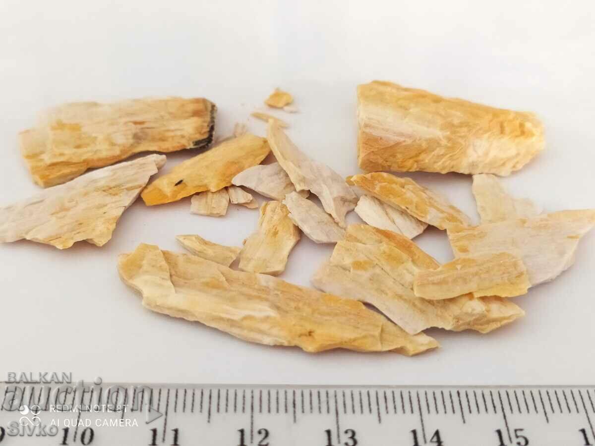 Παράδοση Οικόπεδο απολιθωμένου ξύλου Παράδοση Οικόπεδο απολιθωμένου ξύλου