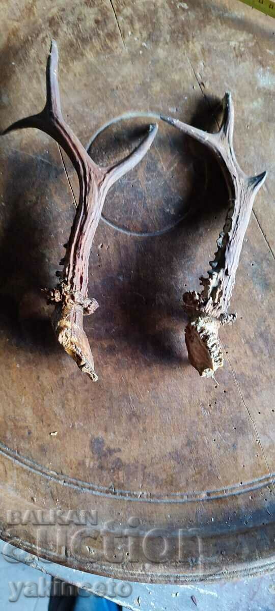 Horns trophy with price 110.00 BGN | € 56.24 Horns trophy with price 110.00 BGN | € 56.24