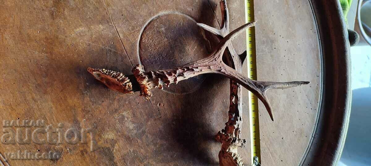 Delivery of Horns trophy Delivery of Horns trophy