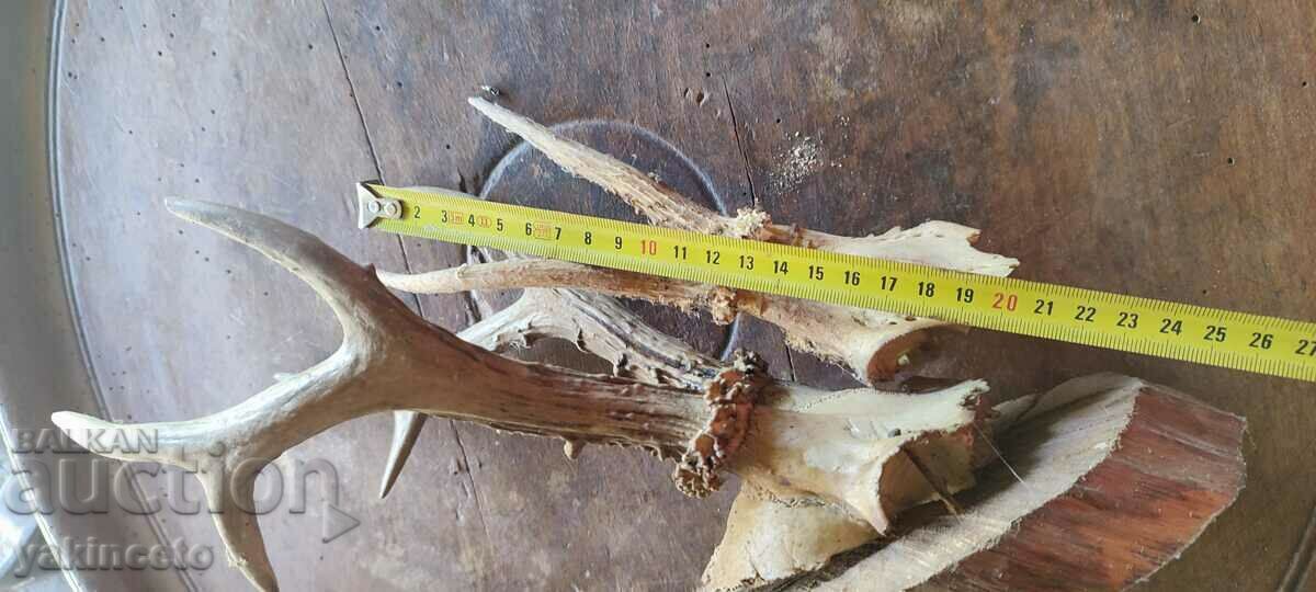 Horns trophy - 5 Horns trophy - 5