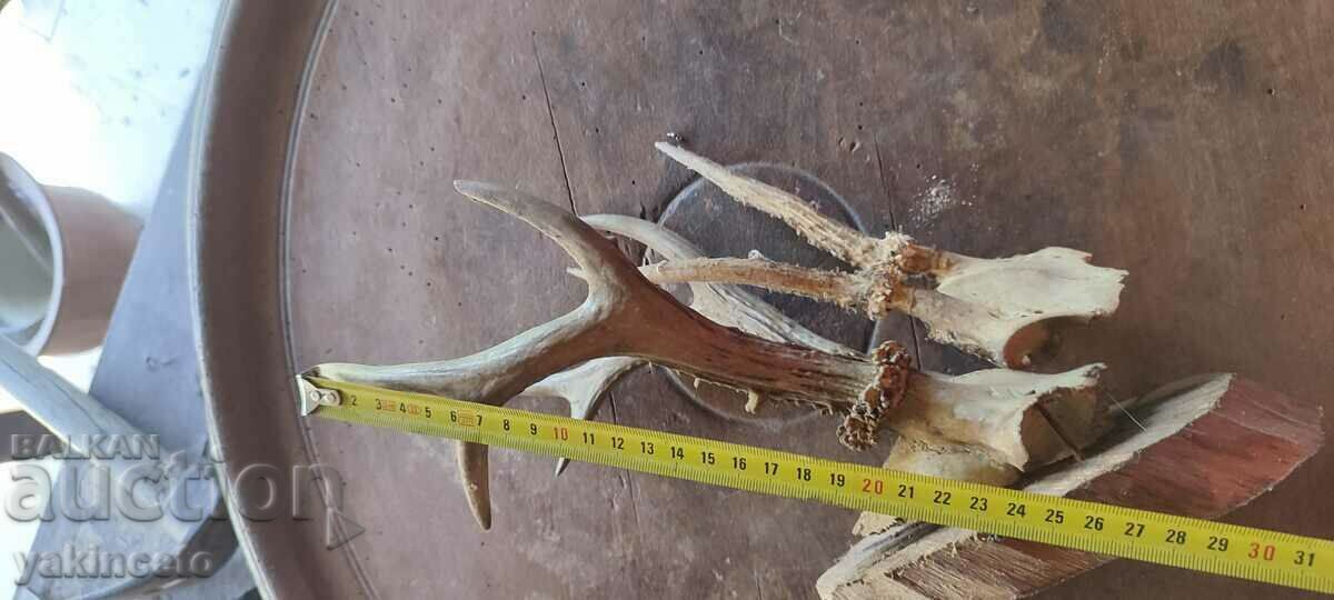 Horns trophy - 6 Horns trophy - 6