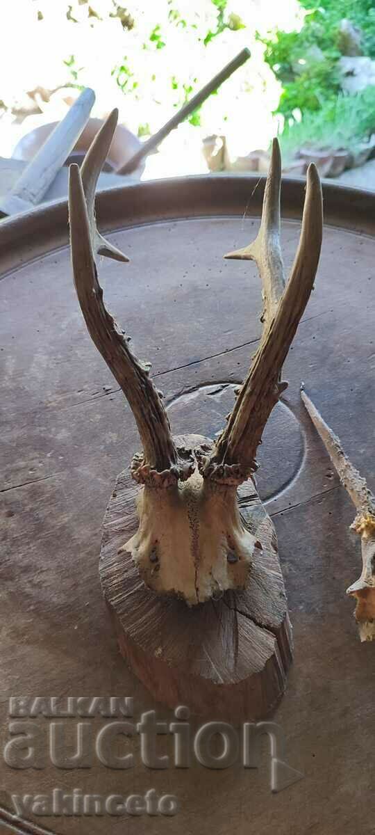 Horns trophy - 7 Horns trophy - 7