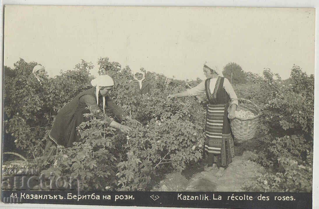 Bulgaria, Kazanlak, picking roses, untraveled