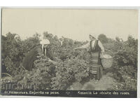 Bulgaria, Kazanlak, picking roses, untraveled