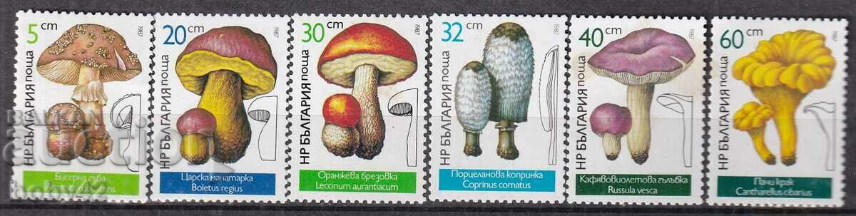 BK 3573-3587 Edible mushroom and