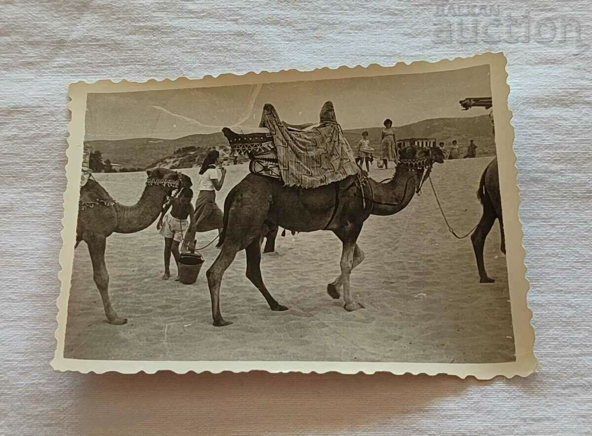 Nessebar/Sunny Beach CAMELS ON THE BEACH 195.. ΦΩΤΟ