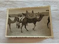 Nessebar/Sunny Beach CAMELS ON THE BEACH 195.. PHOTO